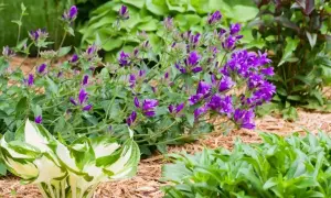 Fioletowe dzwonki, czyli campanula po przekwitnięciu, tworzą barwny kobierzec wśród zieleni host i innych roślin.