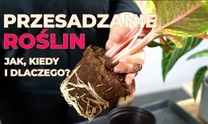 Czy przesadzać kwiaty po zakupie? Oto, co musisz wiedzieć, by uniknąć problemów
