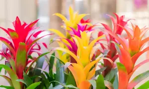Jak często podlewać kwiat bromelia, aby uniknąć jej uschnięcia?