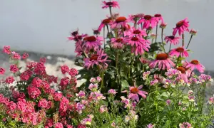 Kwitnące jeżówki i drobne, różowe kwiaty tworzą barwną kompozycję letnich kwiatów.