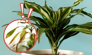 Dracena jak dbać? Zwróć uwagę na żółknące liście, to znak, że roślina potrzebuje pomocy.