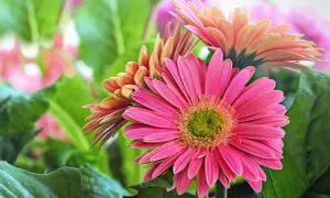 Różowa i pomarańczowa gerbera z zielonym środkiem, otoczona zielonymi liśćmi.