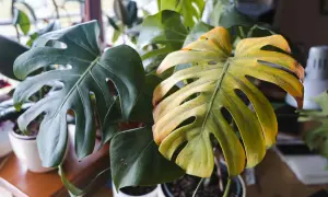 Monstera z żółknącymi liśćmi, być może potrzebuje oprysku lub zmiany warunków.
