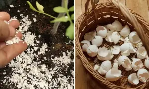 Skorupki jajek rozkruszone do ziemi, obok koszyk pełen skorupek. Naturalny nawóz dla pomidorów.