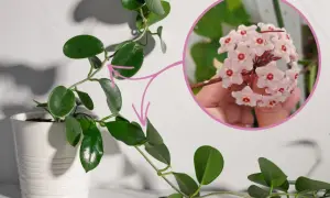 Delikatny, różowy **hoja kwiat** w okrągłym kadrze, obok pnącej rośliny z błyszczącymi liśćmi w białej doniczce.