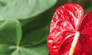 Kwiat anturium czy jest trujący? Sprawdź zagrożenia dla zdrowia