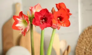 Piękne, czerwone kwiaty amarylisów z białymi akcentami, stojące w wazonie na tle kuchennych akcesoriów.