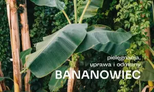 Jak dbać o bananowiec, aby pięknie kwitł i nie usychał
