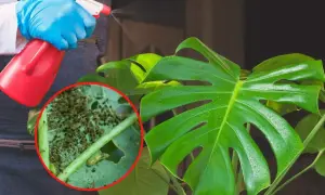Osoba w niebieskich rękawiczkach opryskuje monstera, na której liściach widać skupiska wciornastków.