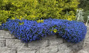Niebieska lobelia kaskadami spływa z kamiennego murku, tworząc dywan kwiatów. Czy lobelia jest wieloletnia? Tak, wiele odmian lobelii to byliny, które pięknie ozdobią ogród przez lata.