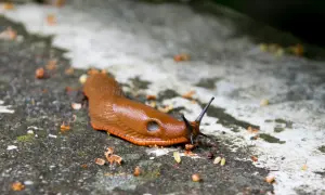 Brązowy ślimak bez skorupy pełznie po kamieniu. Szukasz sposobu, jak pozbyć się ślimaków bez skorupy?