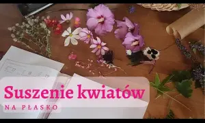 Jak suszyć kwiaty na płasko, aby uniknąć pleśni i zgnilizny