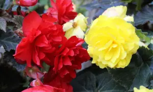 Piękne, pełne kwiaty begonia odmiany w kolorach czerwonym i żółtym, otoczone ciemnozielonymi liśćmi.