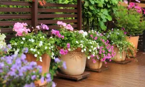 Kiedy sadzić kwiaty na balkon, aby uniknąć przymrozków i cieszyć się pięknem?
