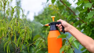 Ręka trzyma opryskiwacz z siarczanem magnezu, aplikując go na roślinę. Prawidłowa dawka jest kluczowa dla zdrowia liści.
