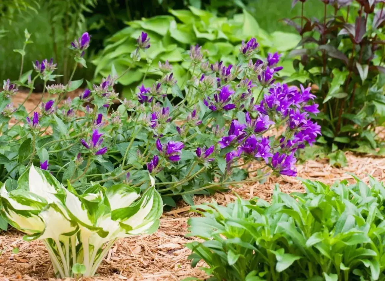 Fioletowe dzwonki, czyli campanula po przekwitnięciu, tworzą barwny kobierzec wśród zieleni host i innych roślin.