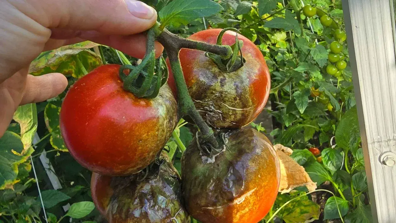 Pomidory z plamami i brązowieniem, objawy zarazy ziemniaka. Dłoń trzyma gałązkę z owocami.