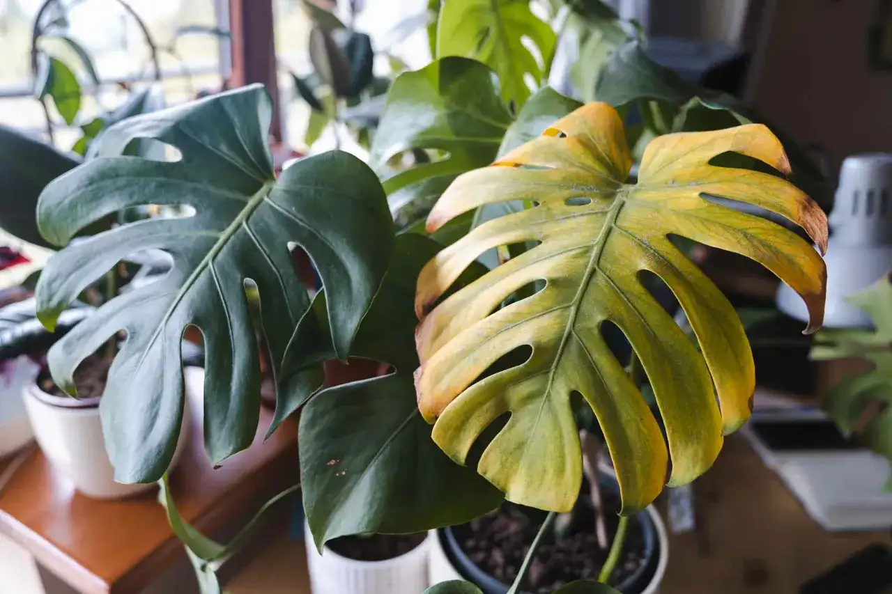 Monstera z żółknącymi liśćmi, być może potrzebuje oprysku lub zmiany warunków.