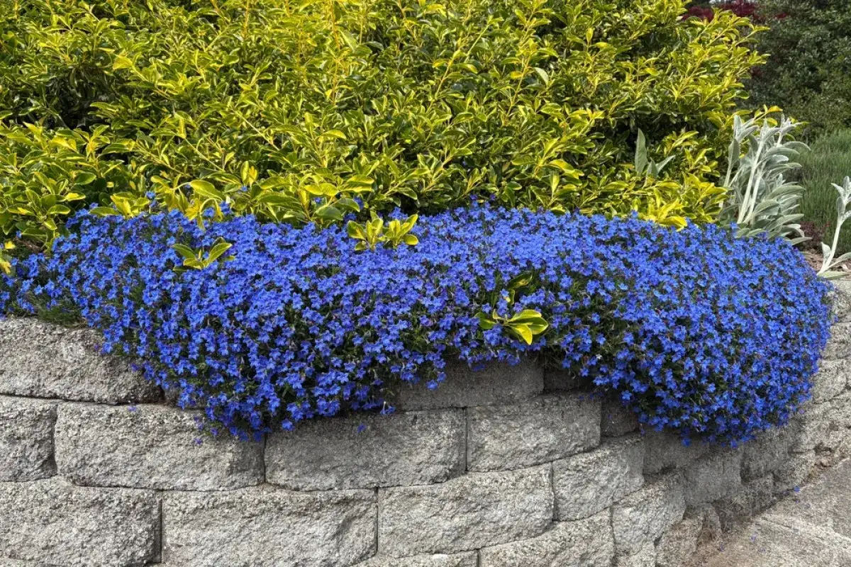 Niebieska lobelia kaskadami spływa z kamiennego murku, tworząc dywan kwiatów. Czy lobelia jest wieloletnia? Tak, wiele odmian lobelii to byliny, które pięknie ozdobią ogród przez lata.