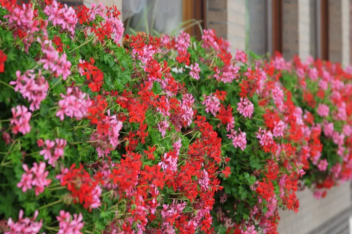 Kaskada czerwonych i różowych kwiatów geranium ozdabia parapet, tworząc barwny dywan.