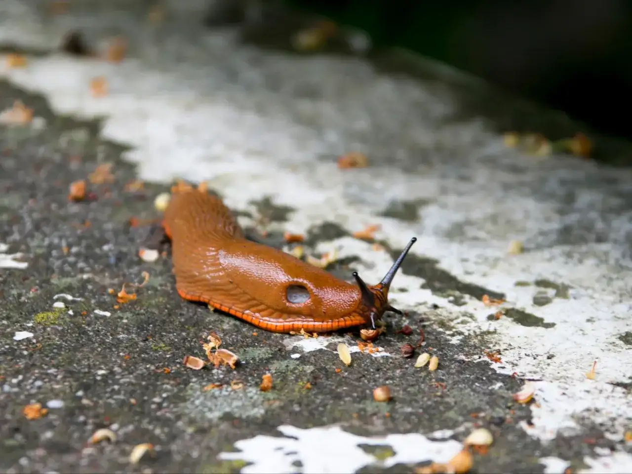 Brązowy ślimak bez skorupy pełznie po kamieniu. Szukasz sposobu, jak pozbyć się ślimaków bez skorupy?
