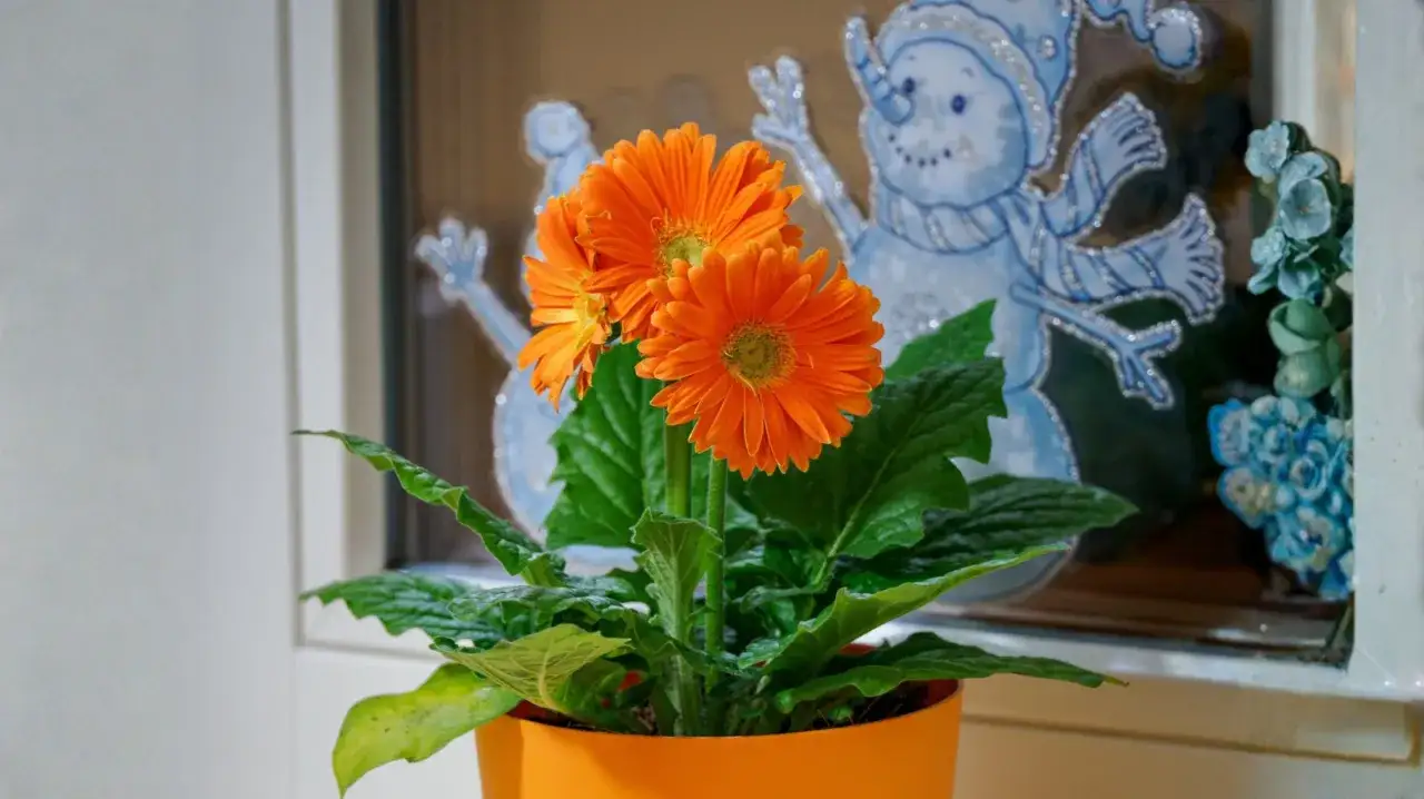 Pomarańczowa gerbera w doniczce, na tle zimowej dekoracji okiennej ze śnieżynkami.
