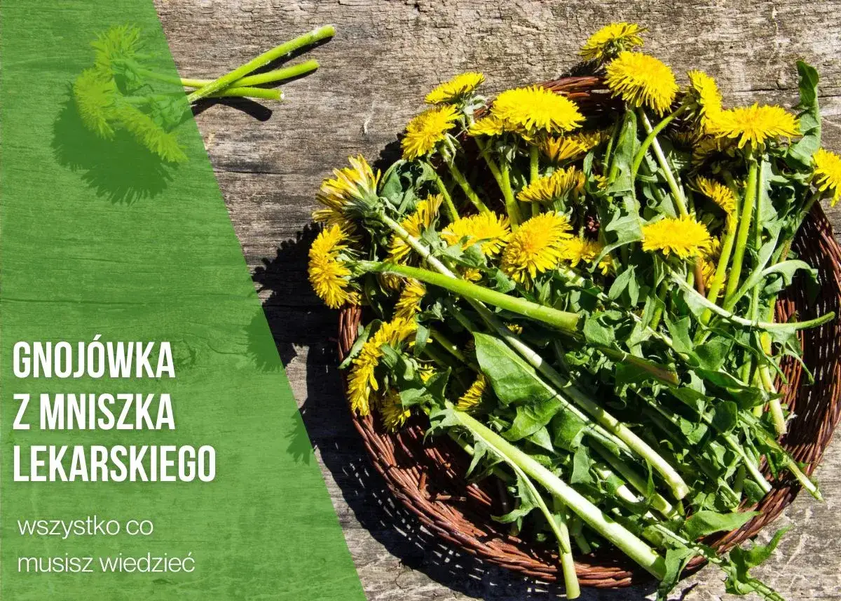 Koszyk pełen żółtych kwiatów mniszka lekarskiego, gotowych na gnojówkę z mniszka.
