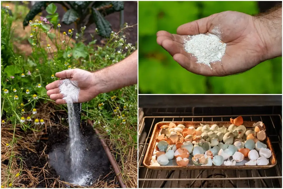 Rozdrobnione skorupki jajek, idealne jako nawóz do pomidorów, rozsypywane do ziemi i suszone w piekarniku.