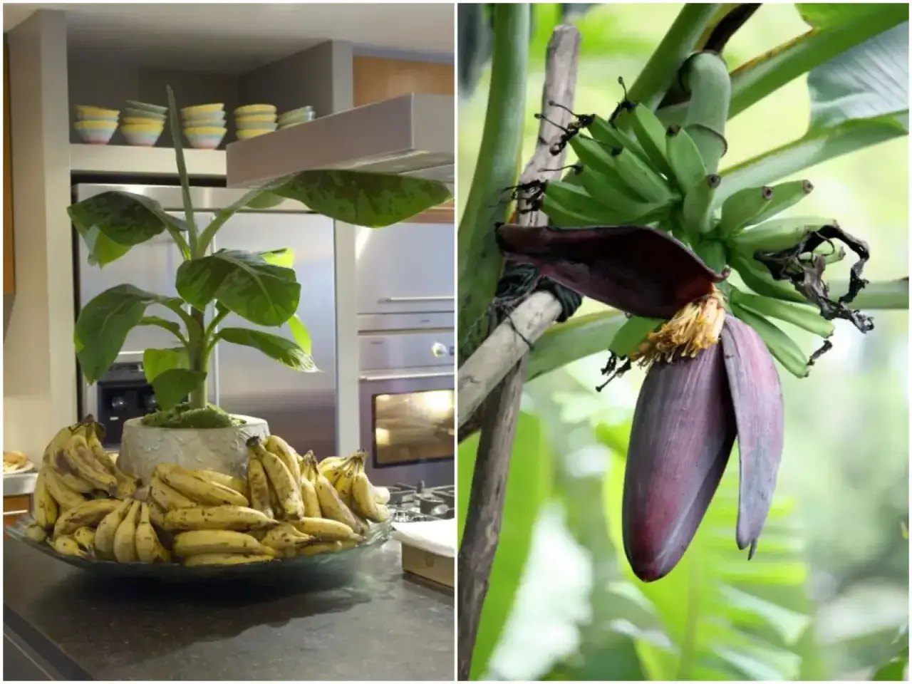 Bananowiec w doniczce w kuchni obok misy bananów i kwitnący bananowiec z kiścią zielonych owoców i purpurowym kwiatem.