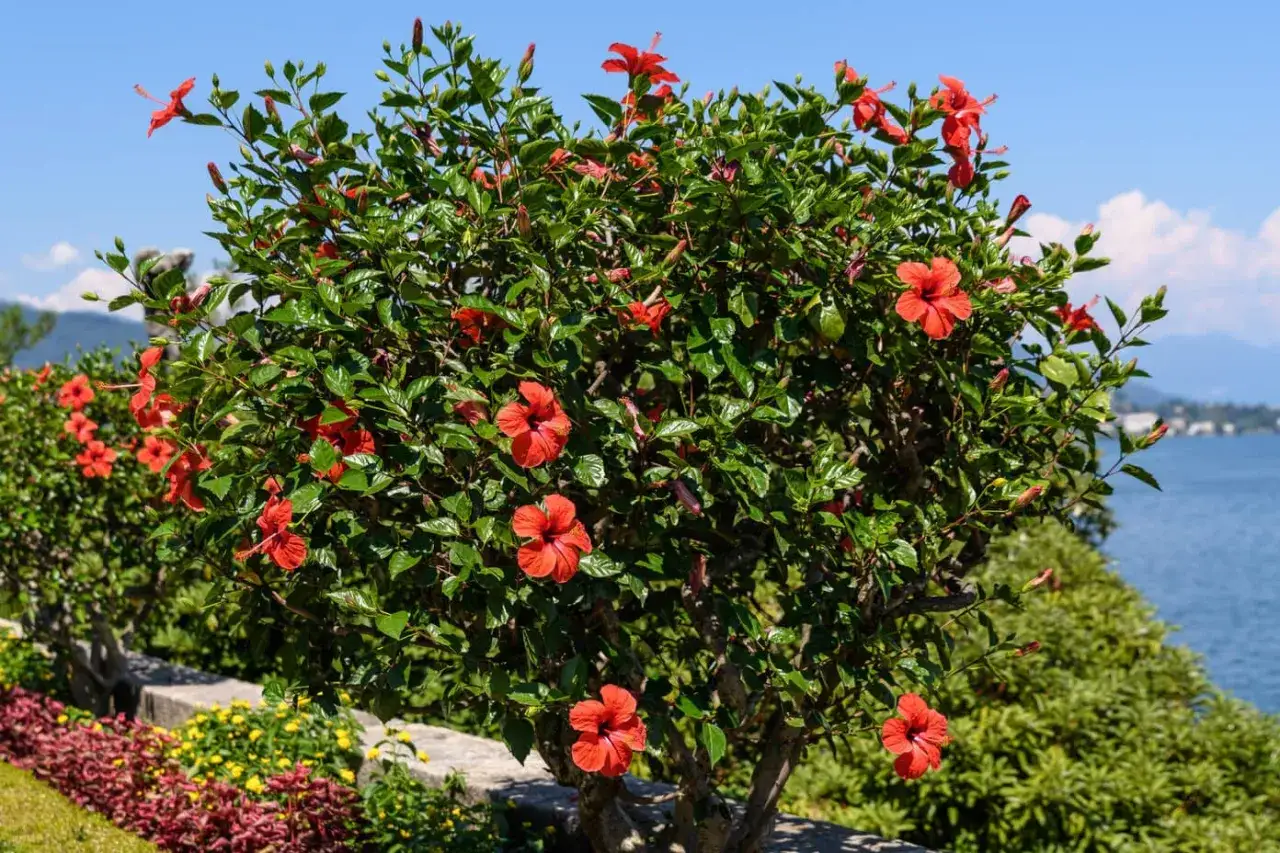 Krzew hibiskusa w pełnym rozkwicie, z licznymi czerwonymi kwiatami. To idealny czas, kiedy hibiskus kwitnie, tworząc barwną ozdobę nad jeziorem.