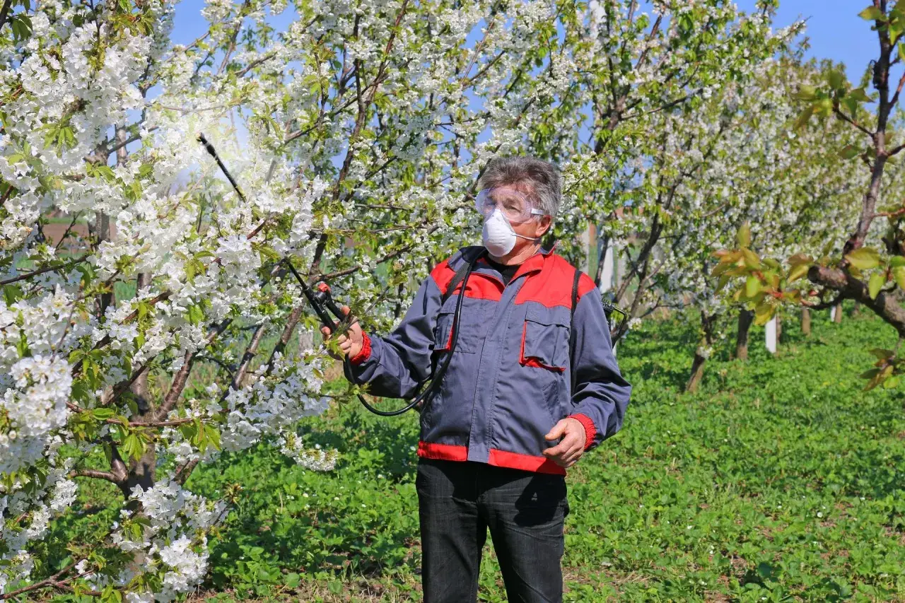 Rolnik w masce i goglach opryskuje kwitnące drzewa, by chronić je przed szkodnikami, takimi jak syllit czy miedzian.