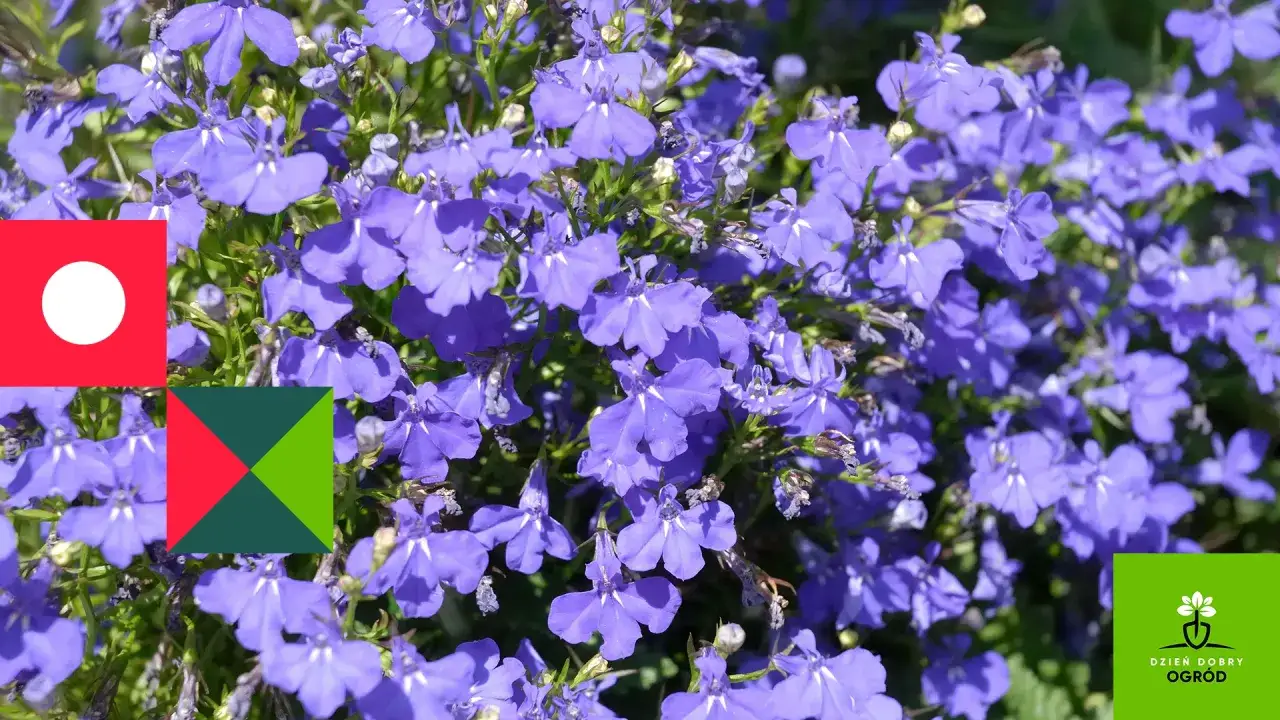 Niebieskie lobelie kwitną obficie. Czy lobelia jest wieloletnia? Dowiedz się więcej o pielęgnacji tych pięknych kwiatów.