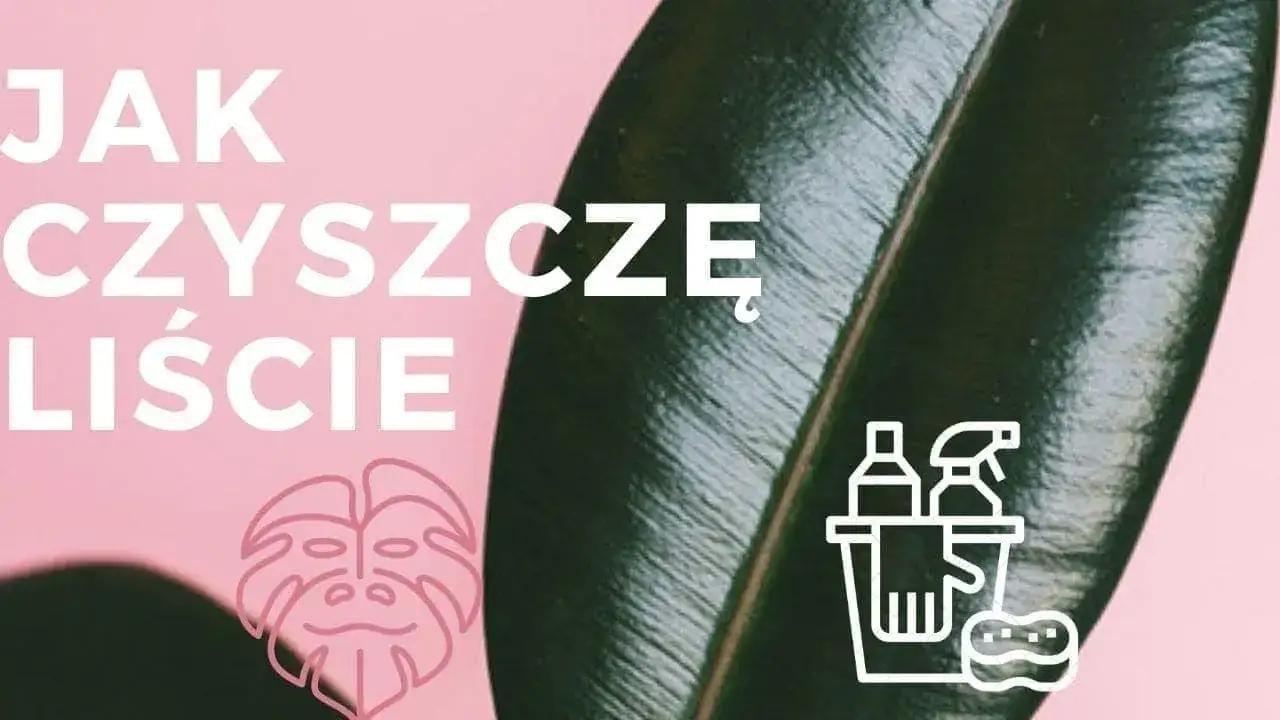 Zdjęcie Czym myć liście kwiatów, aby uniknąć uszkodzeń i przywrócić blask?