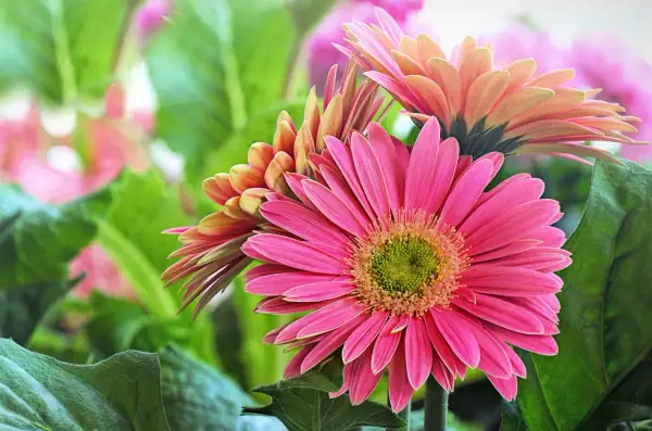 Różowa i pomarańczowa gerbera z zielonym środkiem, otoczona zielonymi liśćmi.