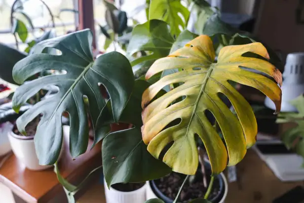 Monstera z żółknącymi liśćmi, być może potrzebuje oprysku lub zmiany warunków.