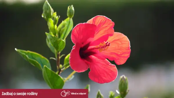 Piękny, czerwony hibiskus w pełni rozkwitu. Kiedy kwitnie, zachwyca swoimi płatkami.