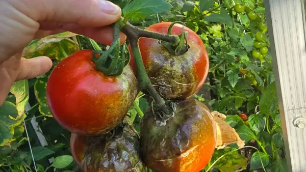 Pomidory z plamami i brązowieniem, objawy zarazy ziemniaka. Dłoń trzyma gałązkę z owocami.