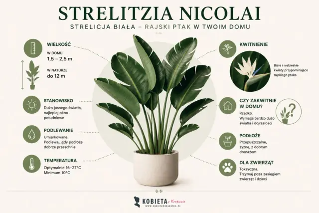 Strelitzia Nicolai, biała strelicja, czyli rajski kwiat w donicy. Ma duże, zielone liście i biało-niebieskie kwiaty.