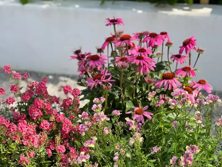 Letnie kwiaty do ogrodu i na balkon - które warto sadzić?